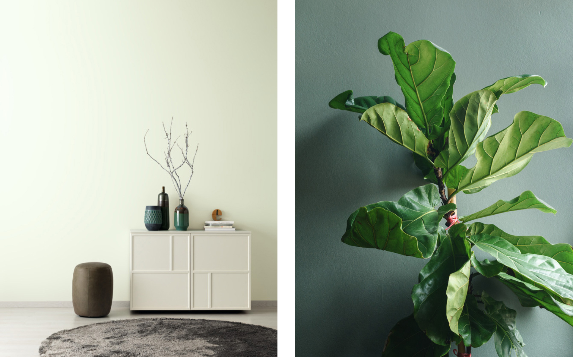 Geigenfeige für Greentend SCHÖNER-WOHNEN-Farbe