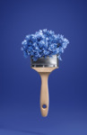 Cornflower